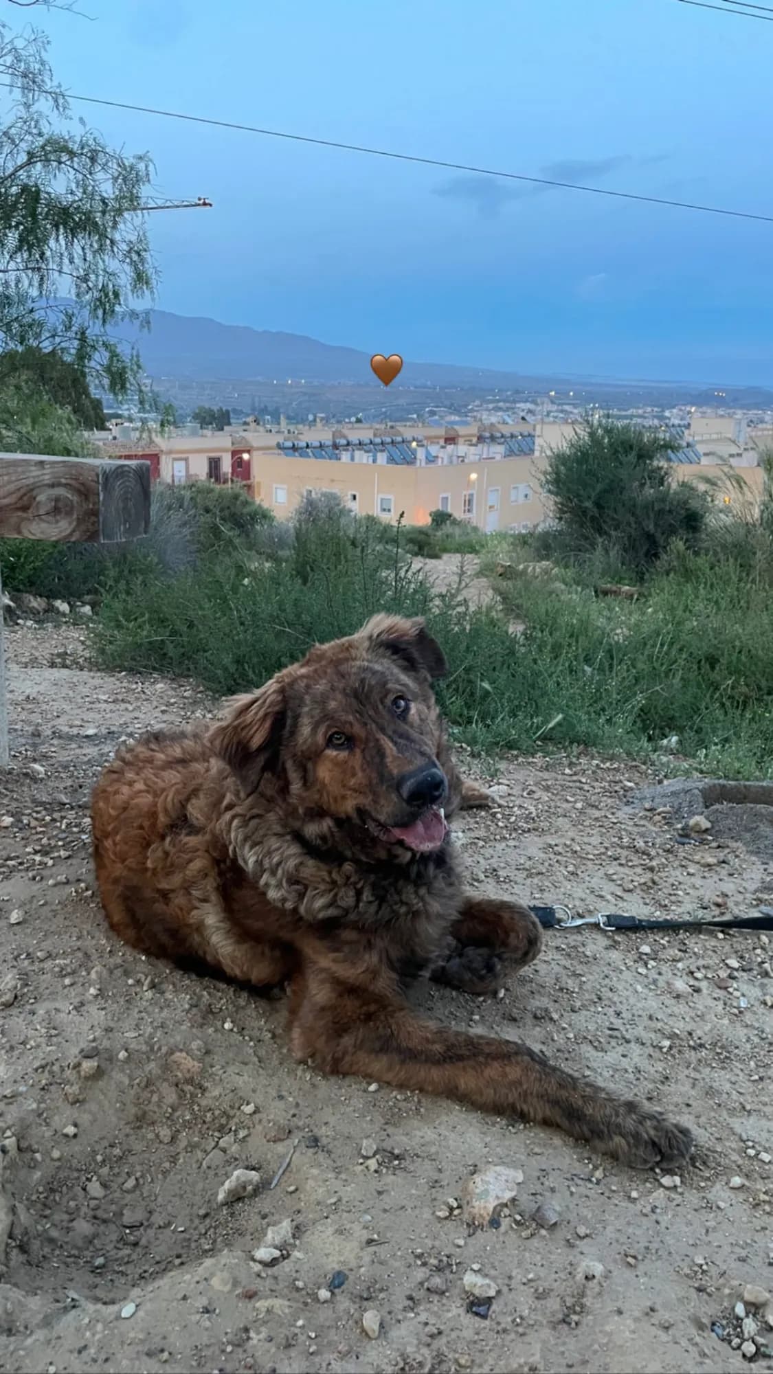 Moi